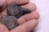 set of 5 ammonites Albian Peru