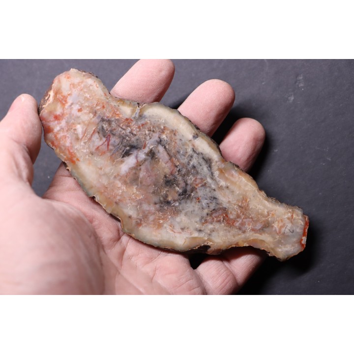 coprolithe de dinosaure - jurassique - Morrison Formation