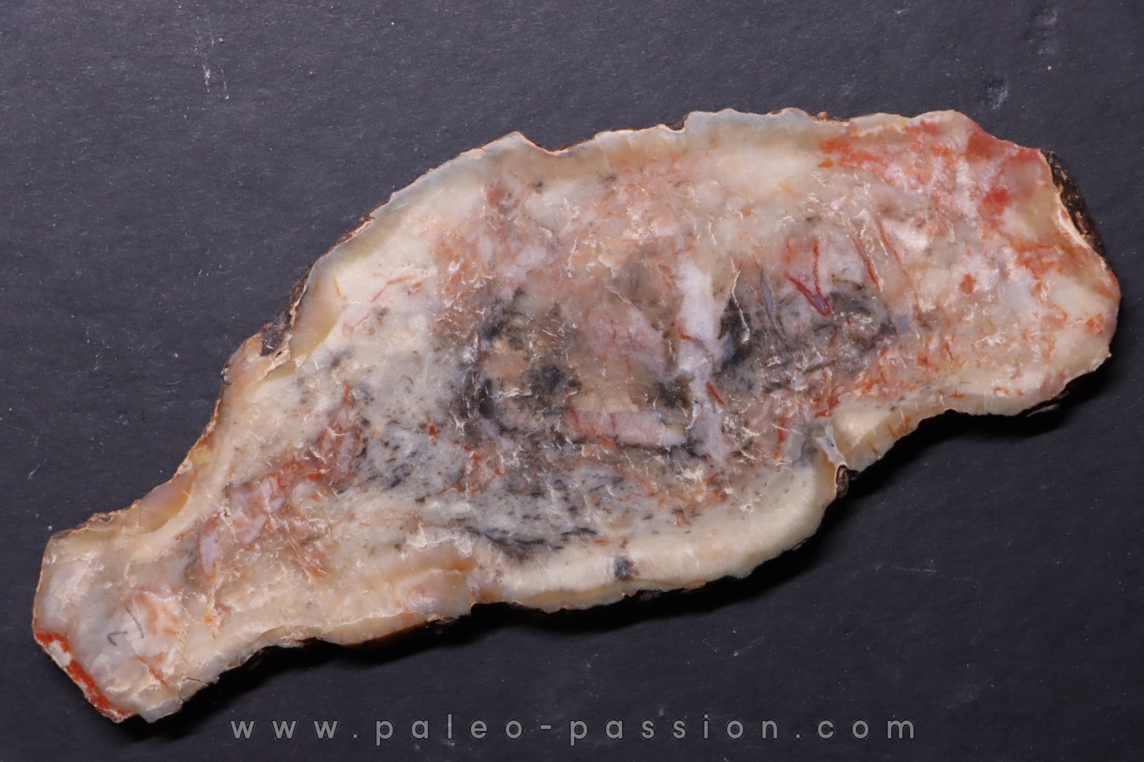dinosaur coprolithe - jurassic - Morrison Formation