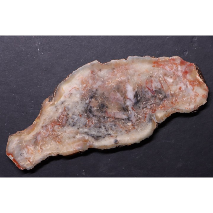 dinosaur coprolithe - jurassic - Morrison Formation