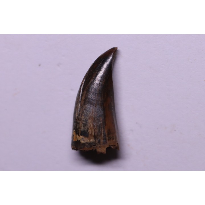 Daspletosaurus torosus - Judith River Fmt - upper cretaceous  - - Montana - USA