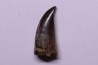 Daspletosaurus torosus - Judith River Formation - crétacé supérieur - Musselshell County - Montana - USA