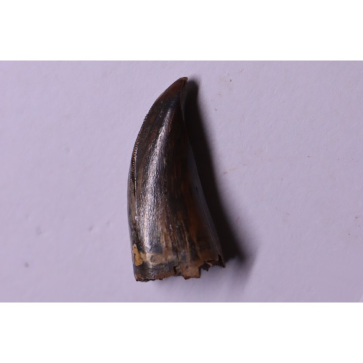 Daspletosaurus torosus - Judith River Formation - crétacé supérieur - Musselshell County - Montana - USA