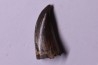 Daspletosaurus torosus - Judith River Formation - crétacé supérieur - Musselshell County - Montana - USA