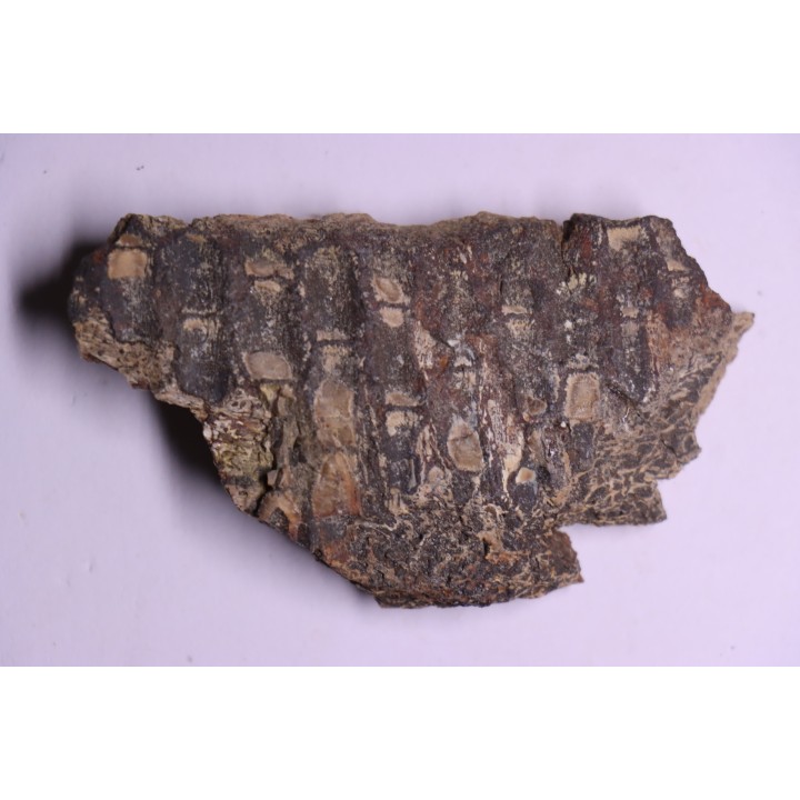 dinosaur part jaw with tooth: edmontosaurus annectens - Hell Creek  Formation - lower cretaceous - Dawson County, Montana