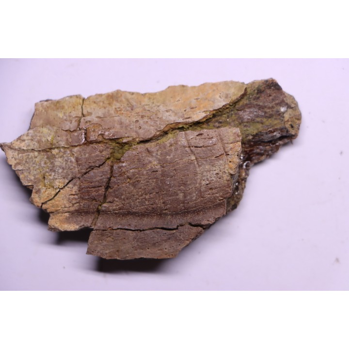 machoire de dinosaure edmontosaurus annectens - Hell Creek  Fmt - crétacé sup. - Dawson County, Montana, USA