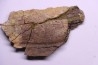 dinosaur part jaw with tooth: edmontosaurus annectens - Hell Creek  Formation - lower cretaceous - Dawson County, Montana