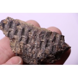 dinosaur part jaw with tooth: edmontosaurus annectens - Hell Creek  Formation - lower cretaceous - Dawson County, Montana