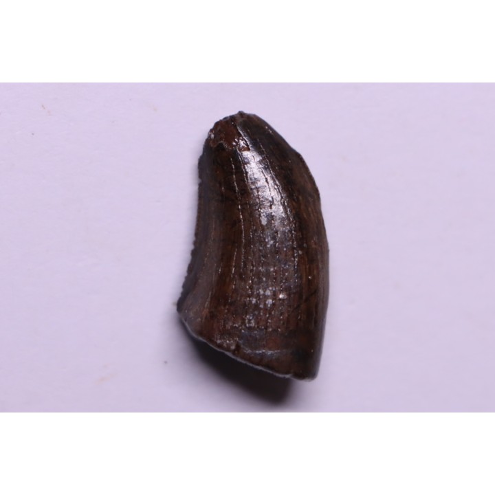 dinosaur tooth:  Tyrannosaure rex - Hell Creek Fmt - upper cretaceous - Carter County, Montana