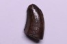 dinosaur tooth:  Tyrannosaure rex - Hell Creek Fmt - upper cretaceous - Carter County, Montana