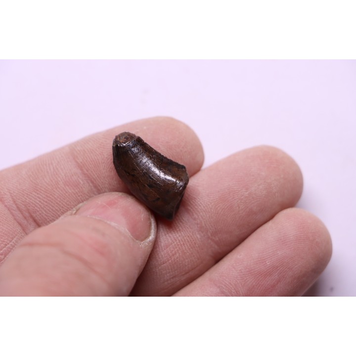 dinosaur tooth:  Tyrannosaure rex - Hell Creek Fmt - upper cretaceous - Carter County, Montana