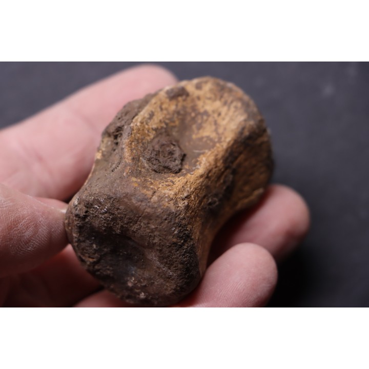 vertebra dinosaur  Pachycephalosaurus Grangeri