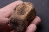 vertebra dinosaur  Pachycephalosaurus Grangeri