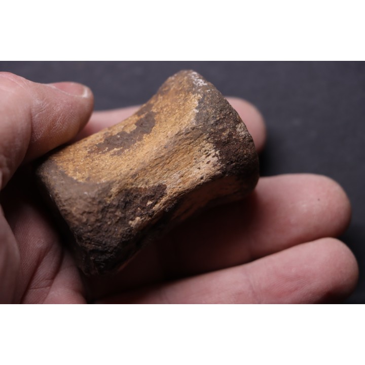 vertebra dinosaur  Pachycephalosaurus Grangeri