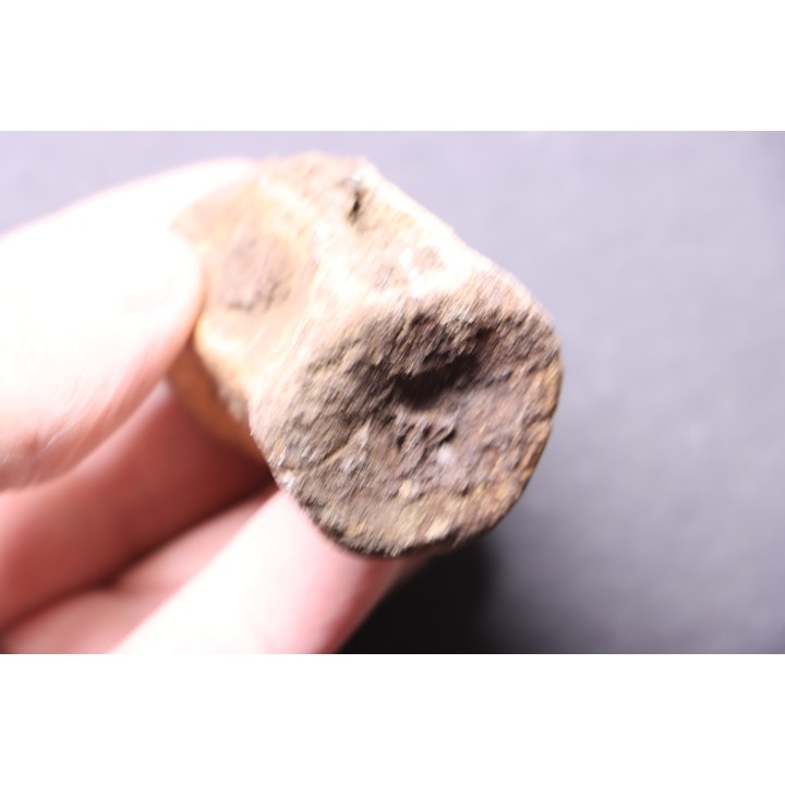 vertebra dinosaur  Pachycephalosaurus Grangeri