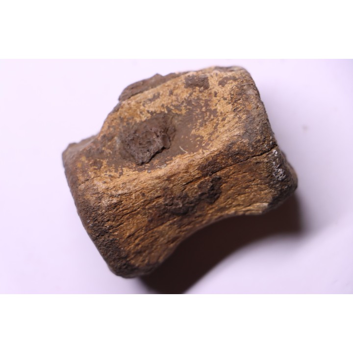 vertèbre de dinosaure  Pachycephalosaurus Grangeri - Hell Creek  Fmt - crétacé supérieur - Montana - USA