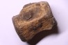 vertebra dinosaur  Pachycephalosaurus Grangeri