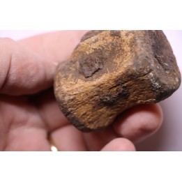 vertèbre de dinosaure  Pachycephalosaurus Grangeri - Hell Creek  Fmt - crétacé supérieur - Montana - USA