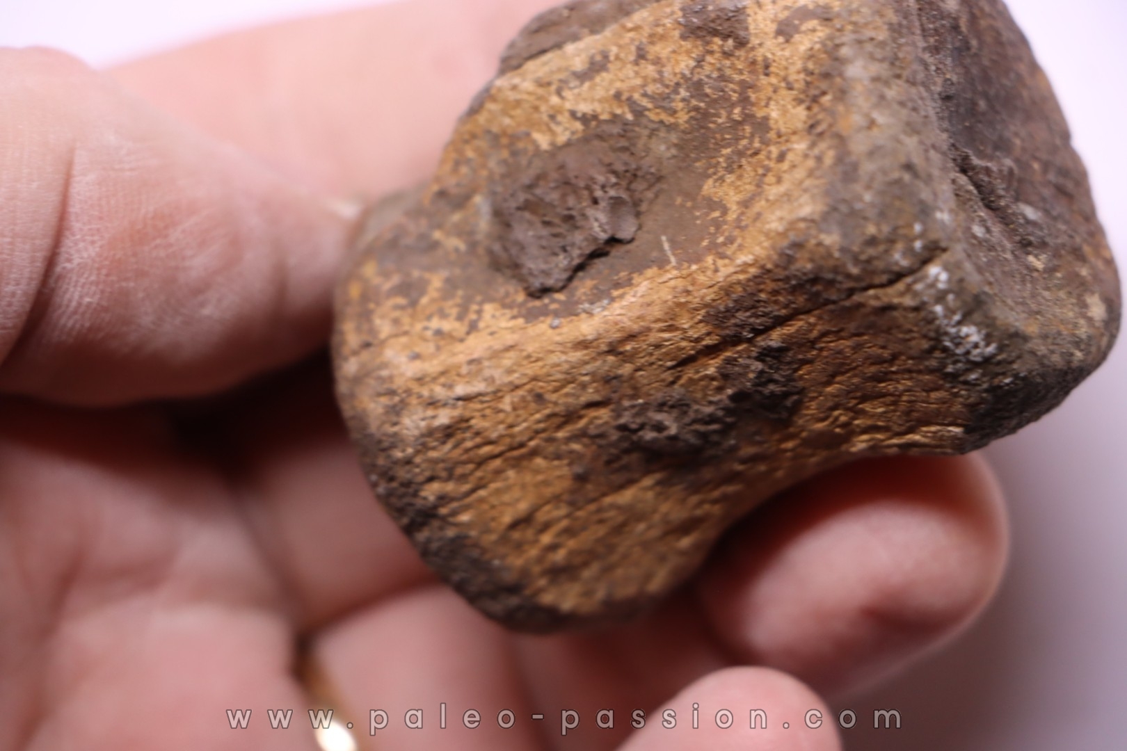 vertèbre de dinosaure Pachycephalosaurus Grangeri - Hell Creek Fmt - crétacé supérieur - Montana - USA