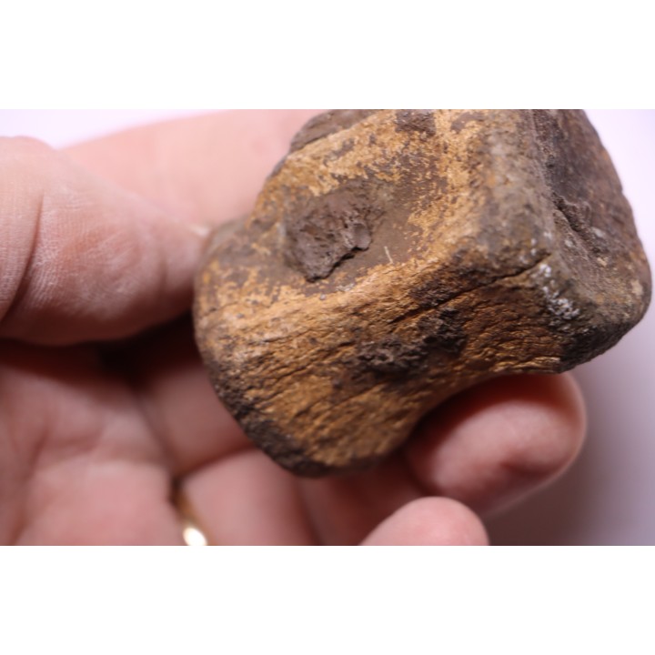 vertebra dinosaur  Pachycephalosaurus Grangeri