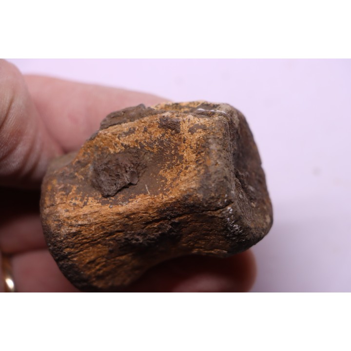 vertèbre de dinosaure  Pachycephalosaurus Grangeri - Hell Creek  Fmt - crétacé supérieur - Montana - USA