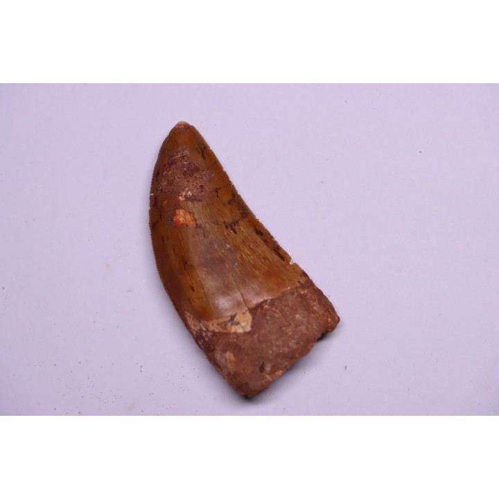 dent de dinosaure: Carcharodontosaurus saharicus - CENOMANIEN - Kem Kem , MAROC