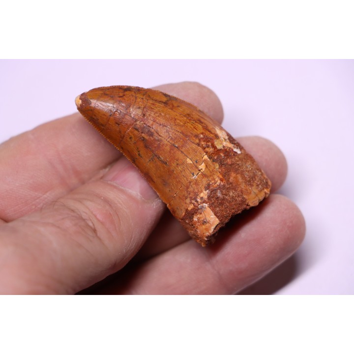 Carcharodontosaurus saharicus