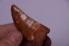 dent de dinosaure: Carcharodontosaurus saharicus - CENOMANIEN - Kem Kem , MAROC