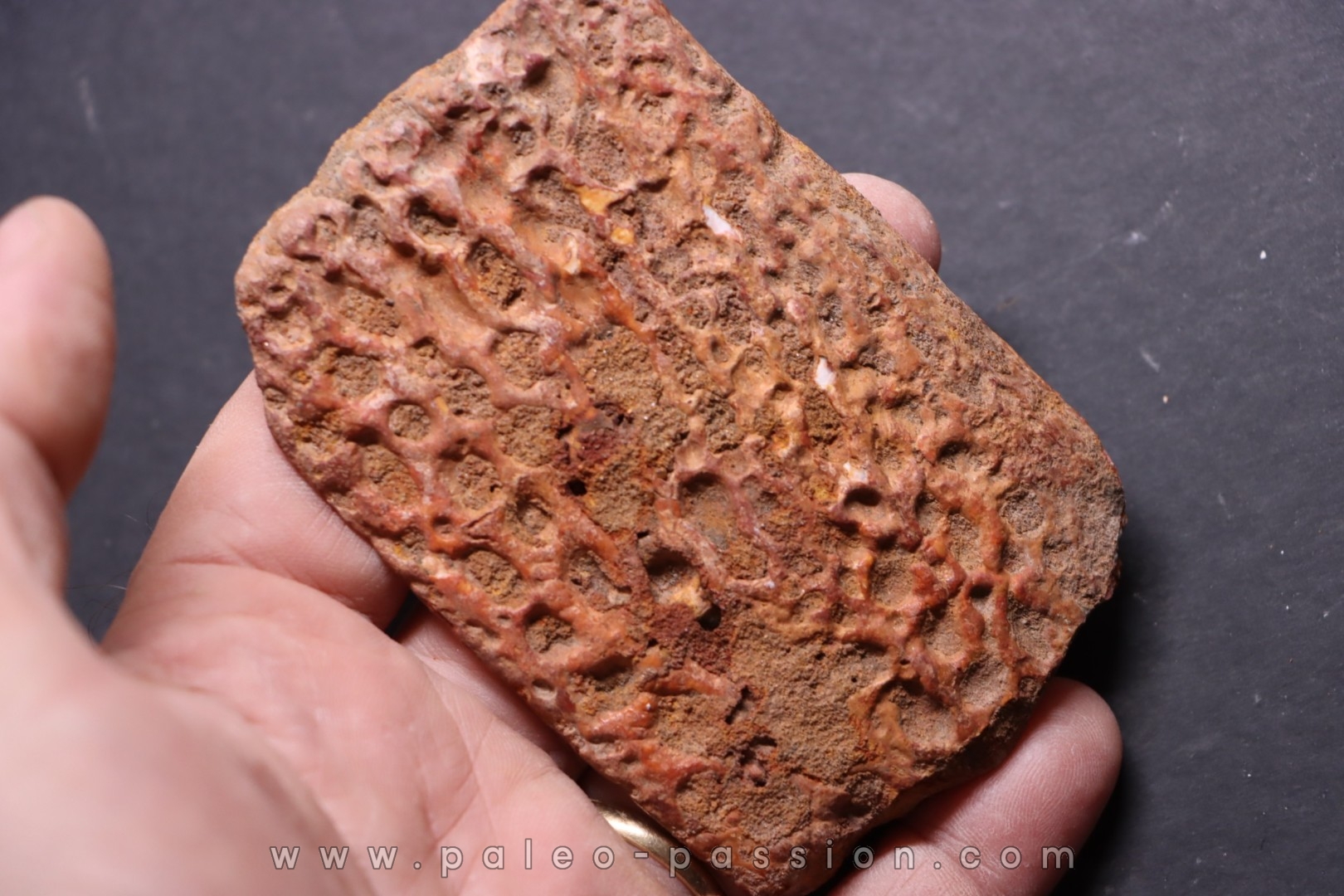 CROCODILE DERMAL PLATE: Elosuchus cherifiensis (Lavocat, 1955) - Cenomanian - Kem Kem , begaa, Taouz area, MOROCCO