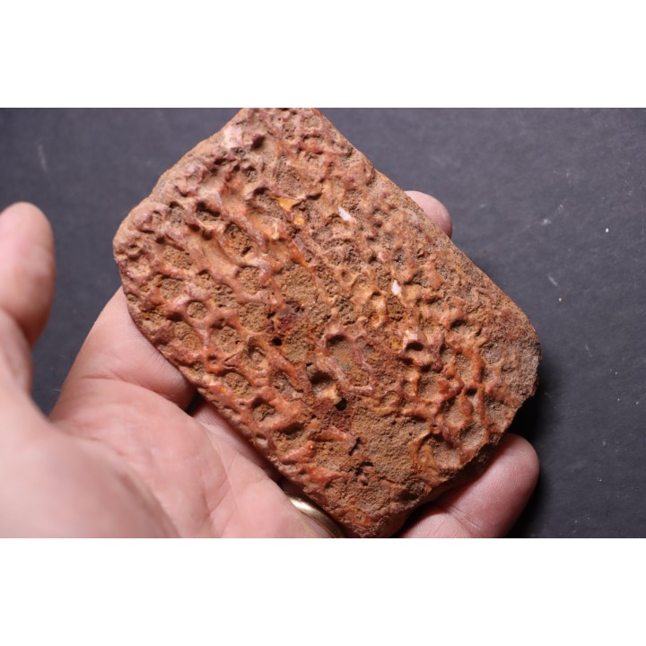 CROCODILE DERMAL PLATE: Elosuchus cherifiensis (Lavocat, 1955) - Cenomanian - Kem Kem , begaa, Taouz area, MOROCCO