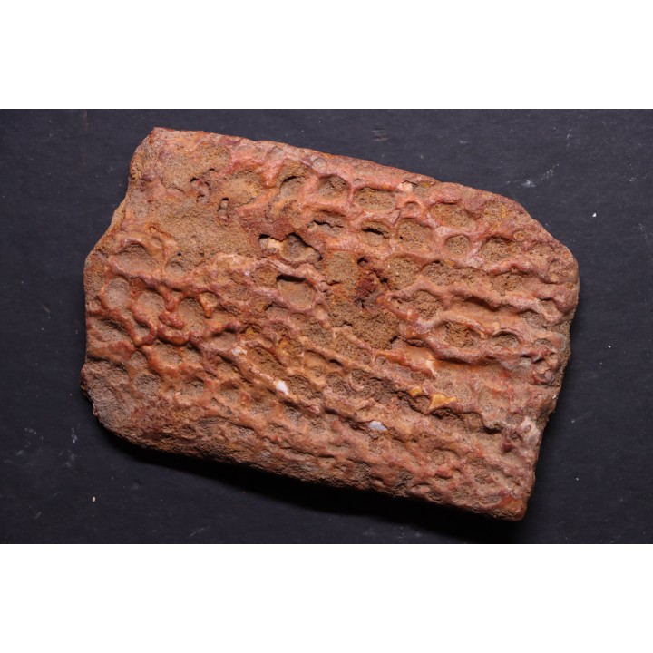 CROCODILE DERMAL PLATE: Elosuchus cherifiensis (Lavocat, 1955) - Cenomanian - Kem Kem , begaa, Taouz area, MOROCCO