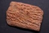 CROCODILE DERMAL PLATE: Elosuchus cherifiensis (Lavocat, 1955) - Cenomanian - Kem Kem , begaa, Taouz area, MOROCCO