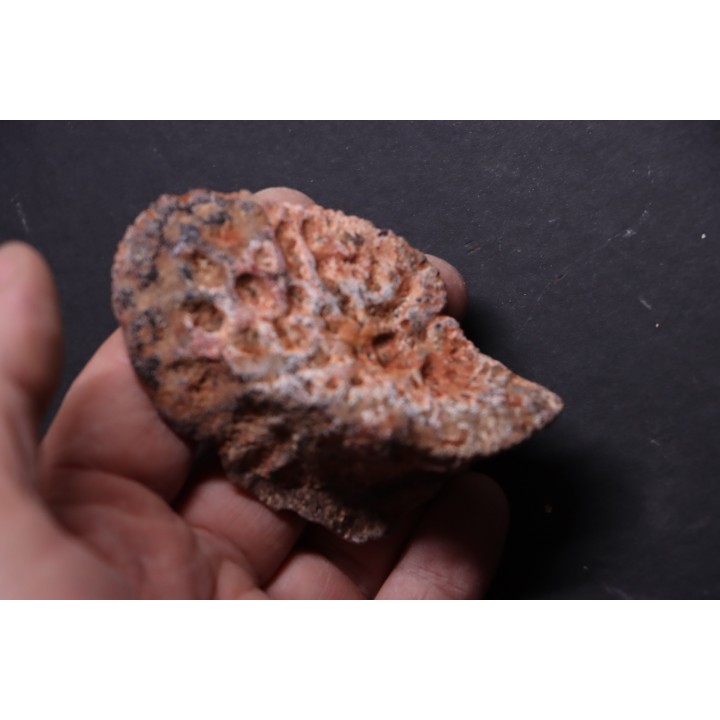 CROCODILE DERMAL PLATE: Elosuchus cherifiensis (Lavocat, 1955) - Cenomanian - Kem Kem , begaa, Taouz area, MOROCCO