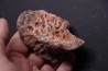 CROCODILE DERMAL PLATE: Elosuchus cherifiensis (Lavocat, 1955) - Cenomanian - Kem Kem , begaa, Taouz area, MOROCCO