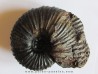 PARAHOPLITES MAXIMUS (1)