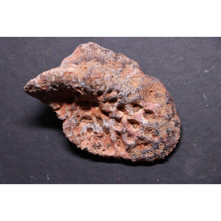 CROCODILE DERMAL PLATE: Elosuchus cherifiensis (Lavocat, 1955) - Cenomanian - Kem Kem , begaa, Taouz area, MOROCCO