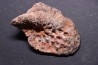 CROCODILE DERMAL PLATE: Elosuchus cherifiensis (Lavocat, 1955) - Cenomanian - Kem Kem , begaa, Taouz area, MOROCCO