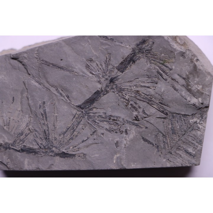 Fougère: Annularia stellata - Stephanian (carbonifere) Mine les Fouthiaux, Sanvignes les Mines (71) FRANCE