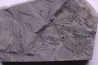 Fougère:  Annularia stellata - Stephanian (carboniferous)  Mine les Fouthiaux, Sanvignes les Mines (71) FRANCE