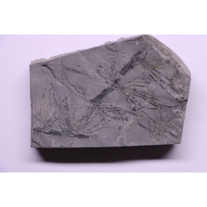 Fougère:  Annularia stellata - Stephanian (carboniferous)  Mine les Fouthiaux, Sanvignes les Mines (71) FRANCE