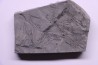 Fougère: Annularia stellata - Stephanian (carbonifere) Mine les Fouthiaux, Sanvignes les Mines (71) FRANCE