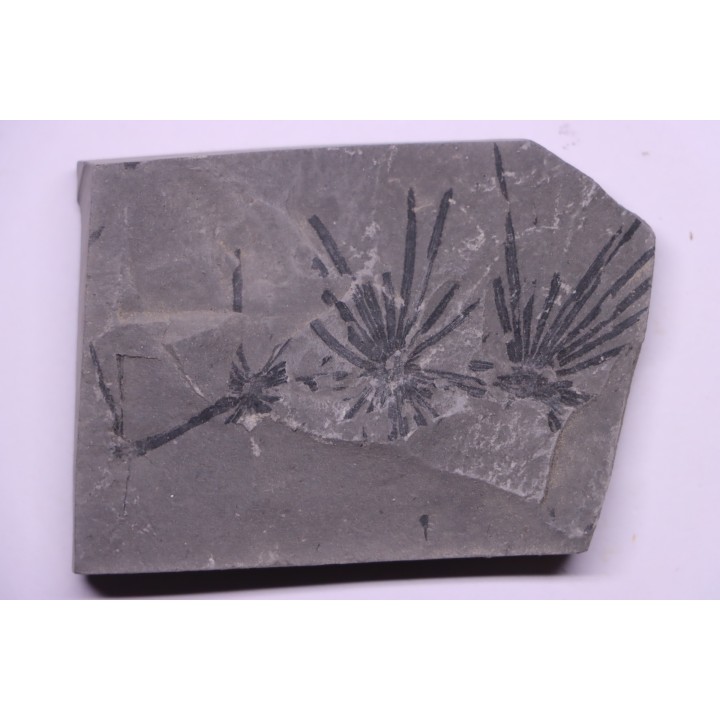 Fougère:  Annularia stellata - Stephanian (carboniferous)  Mine les Fouthiaux, Sanvignes les Mines (71) FRANCE