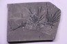 Fougère:  Annularia stellata - Stephanian (carboniferous)  Mine les Fouthiaux, Sanvignes les Mines (71) FRANCE