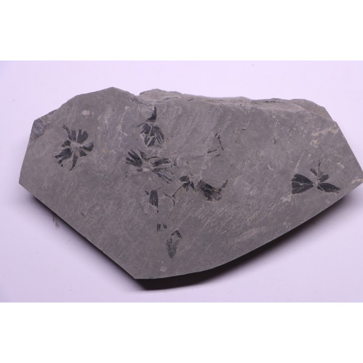 Fougère:  Sphenophyllum emarginatum - Stephanian (carboniferous)  Mine les Fouthiaux, Sanvignes les Mines (71) FRANCE