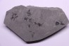 Fougère:  Sphenophyllum emarginatum - Stephanian (carboniferous)  Mine les Fouthiaux, Sanvignes les Mines (71) FRANCE
