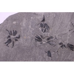 Fougère:  Sphenophyllum emarginatum - Stephanian (carboniferous)  Mine les Fouthiaux, Sanvignes les Mines (71) FRANCE