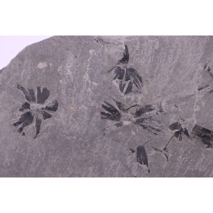 Fougère:  Sphenophyllum emarginatum - Stephanian (carboniferous)  Mine les Fouthiaux, Sanvignes les Mines (71) FRANCE