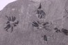 Fougère:  Sphenophyllum emarginatum - Stephanian (carboniferous)  Mine les Fouthiaux, Sanvignes les Mines (71) FRANCE