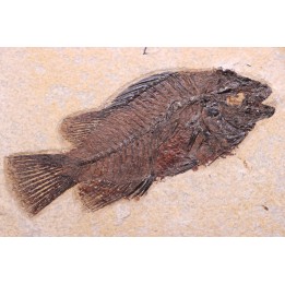 poisson fossile Cockerellites liops - green river fmt - eocène - USA