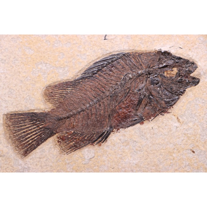 poisson fossile Cockerellites liops - green river fmt - eocène - USA